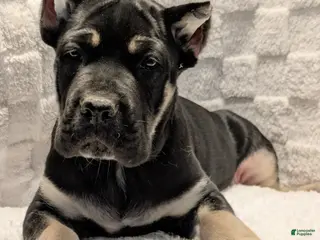 Cane Corso dogs Red - Ad 9