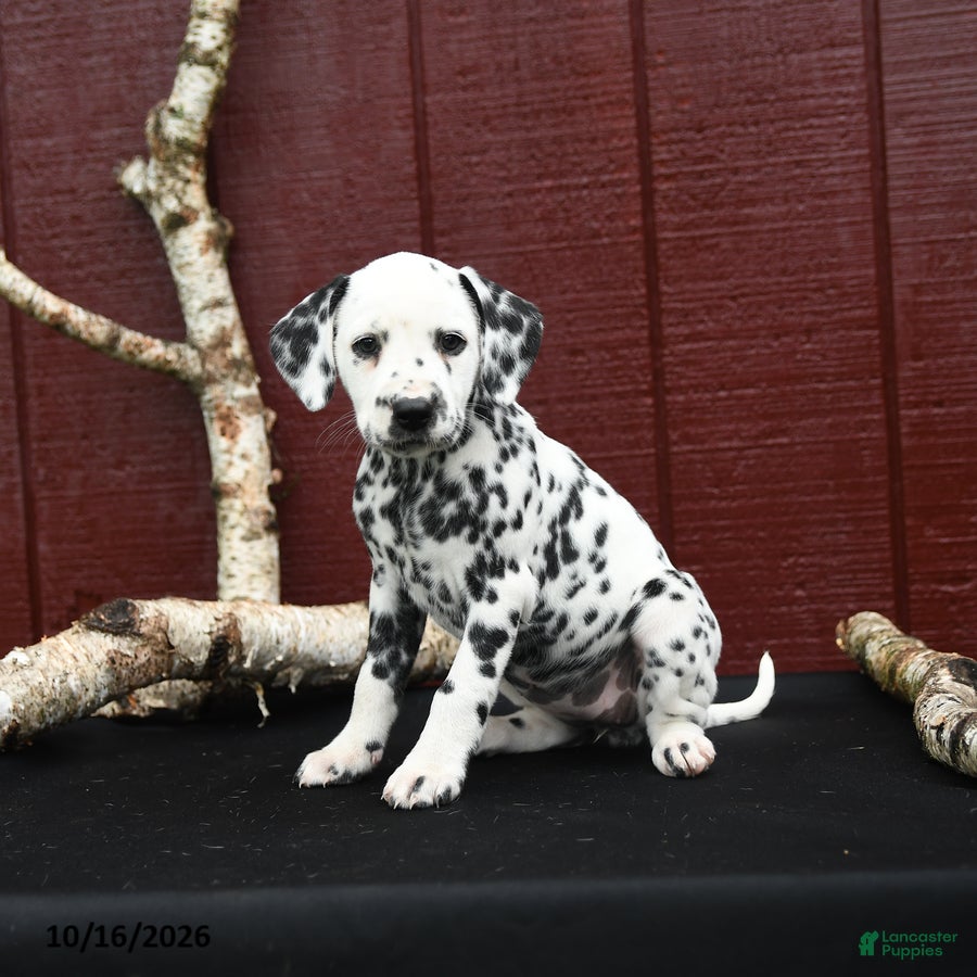 Dalmatian dogs Jade - Ad 2