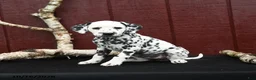 Dalmatian dogs for sale: Jade - Ad 2