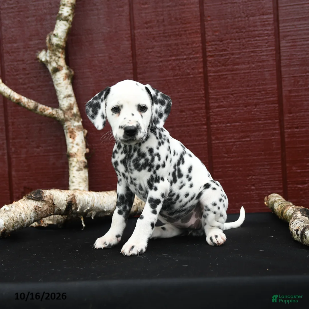 Dalmatian dogs for sale: Jade - Ad 2