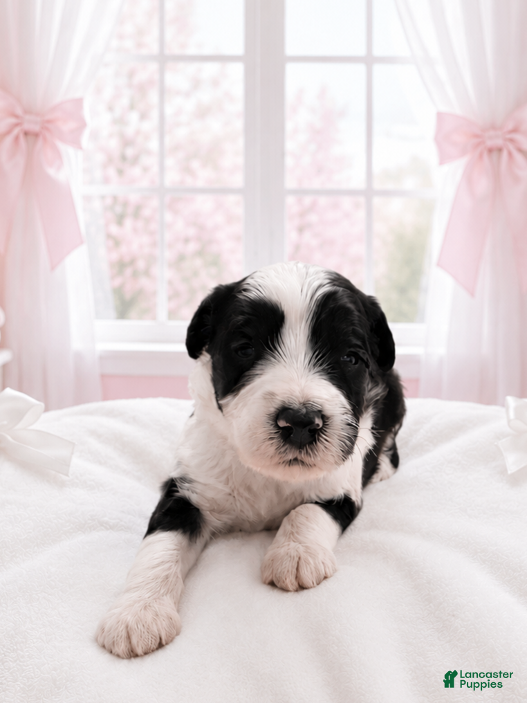 Sheepadoodle dogs Sheepadoodle 3 - Ad 2