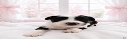 Sheepadoodle dogs for sale: Sheepadoodle 3 - Ad 2
