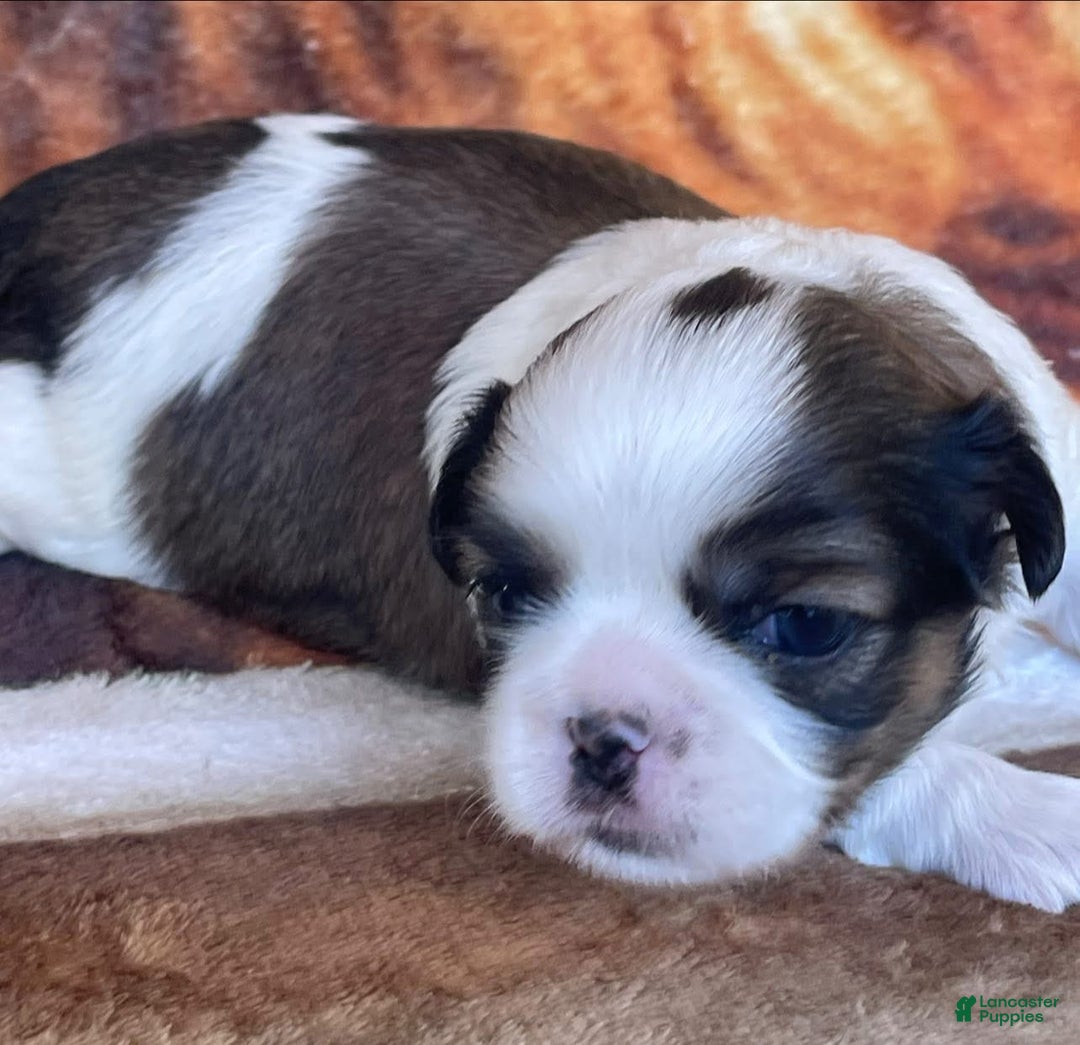 Shih Tzu Puppy for sale in Lancaster Puppies
