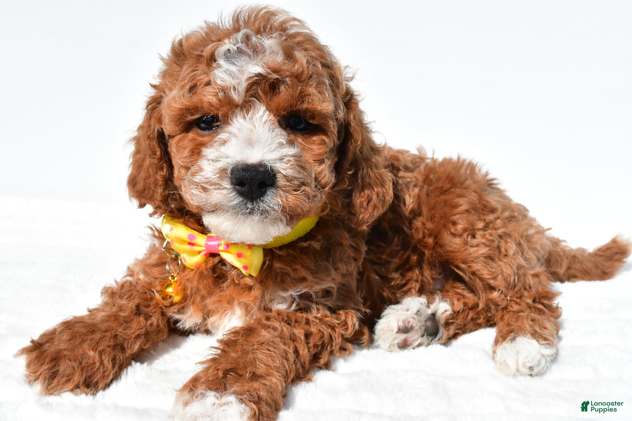 Miniature Poodle dogs for sale: Sheldon - Ad 1