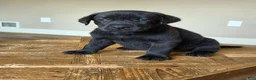 Labrador Retriever dogs for sale: Remmy - Ad 1