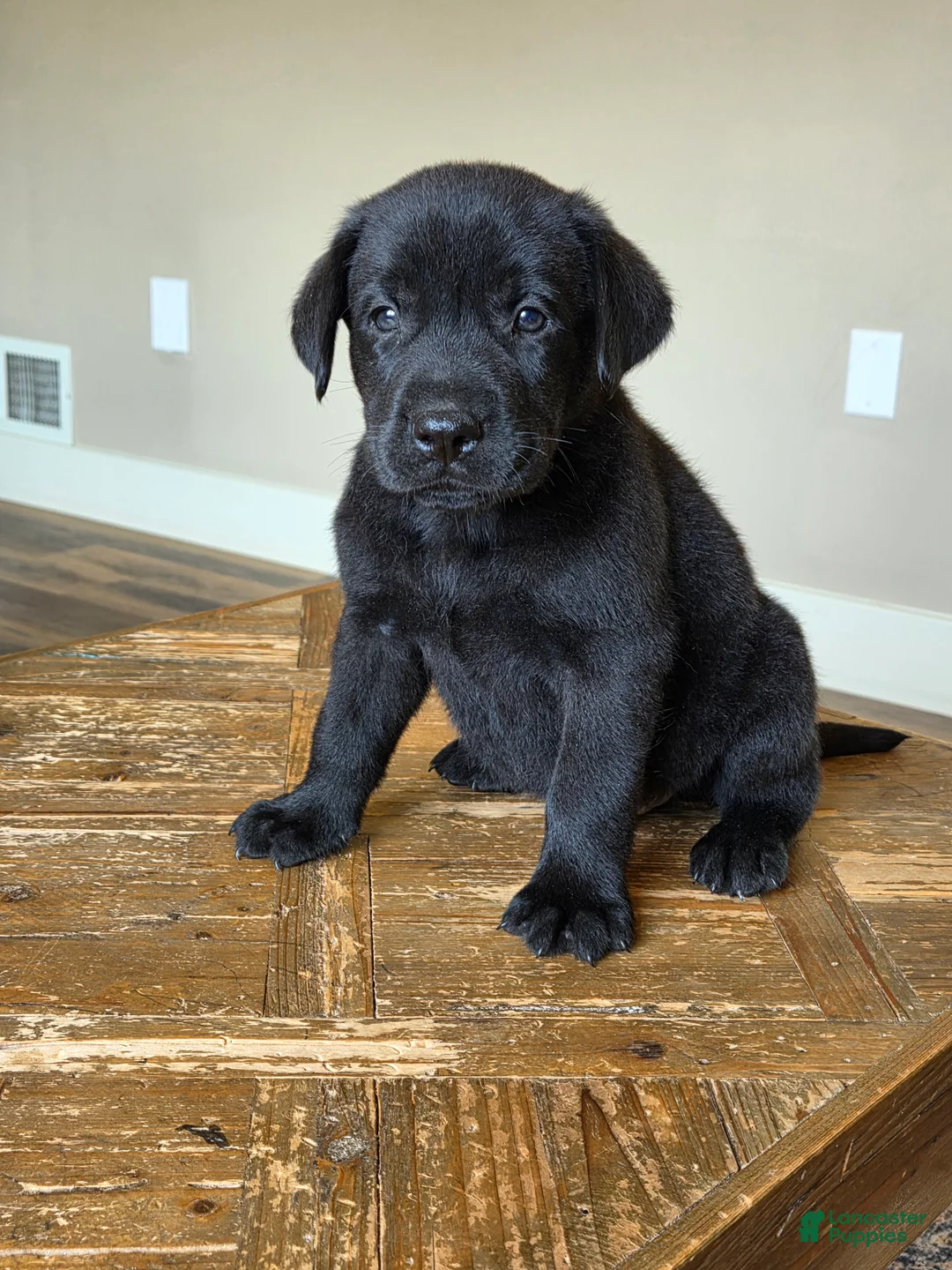 Labrador Retriever dogs for sale: Remmy - Ad 1