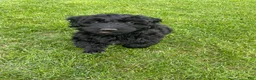 Labradoodle dogs for sale: Shadow - Ad 10