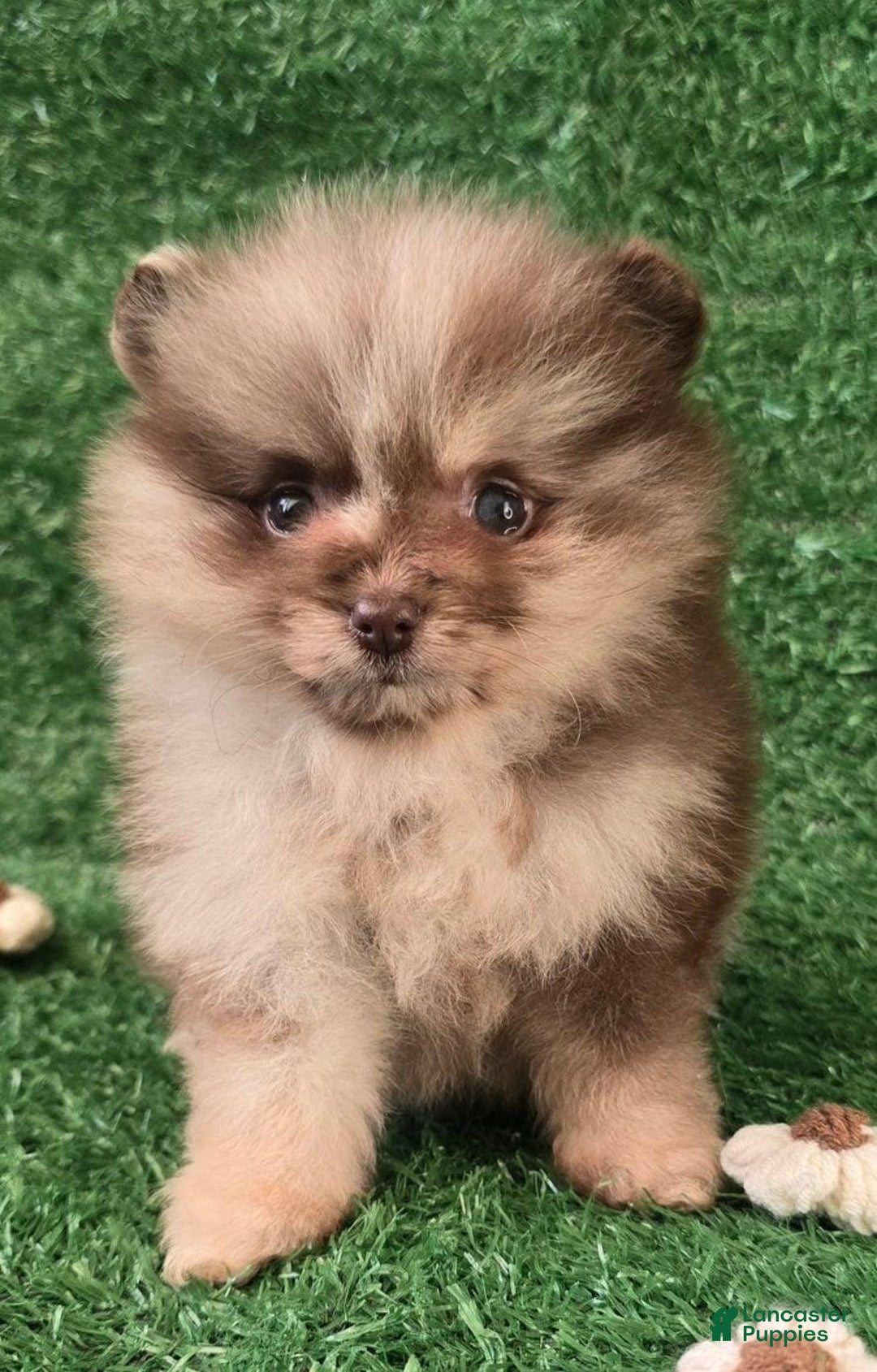 Pomeranian dogs for sale: Naya - Ad 15