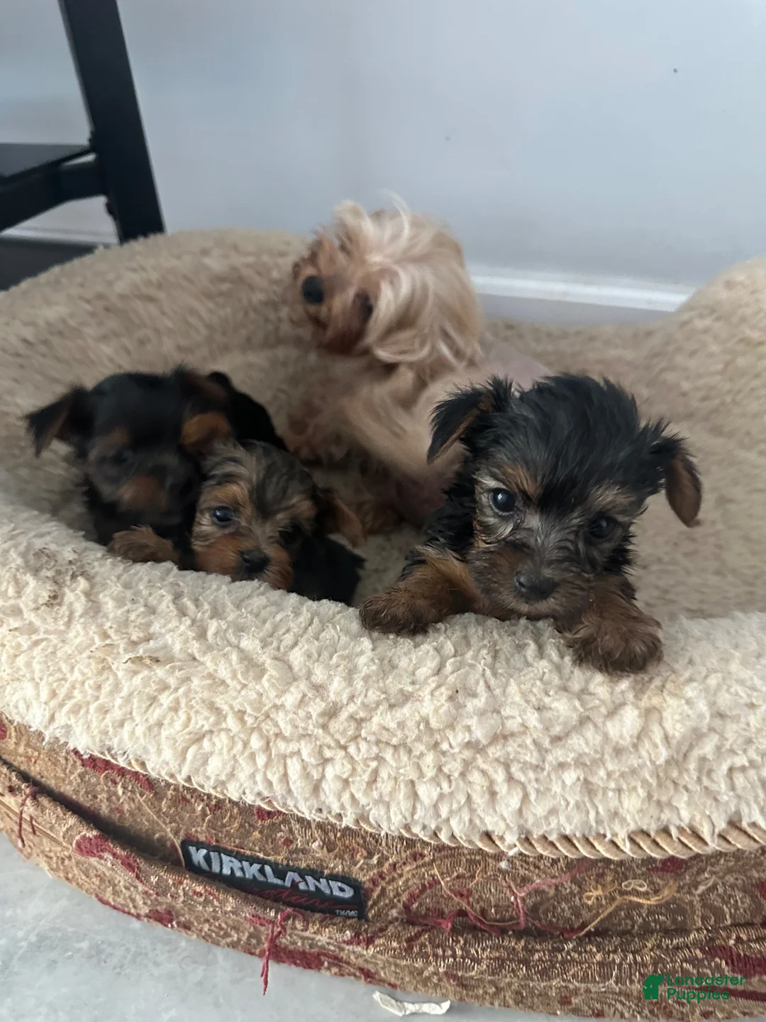Yorkshire Terrier dogs for sale: Yorkshire Terrier Puppy 1 - Ad 6