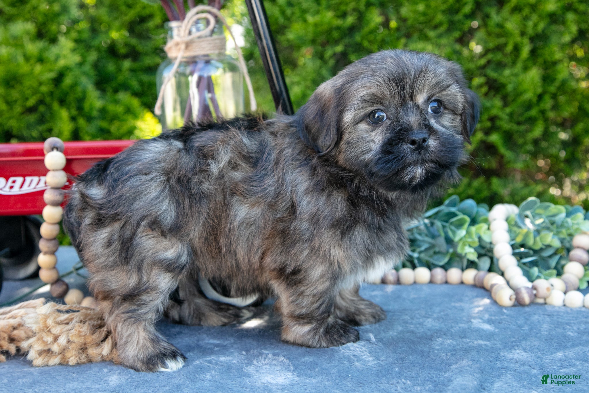 Shorkie dogs for sale: Burt - Ad 1