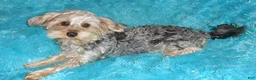 Yorkiepoo dogs for sale: Gidget - Ad 5