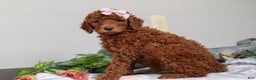 Standard Poodle dogs for sale: Winnie AKC - Ad 2