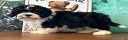 Teddy Bear dogs for sale: Buck - Ad 3