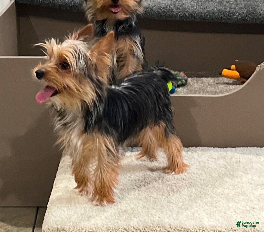 Yorkiepoo dogs for sale: Ruby - Ad 8