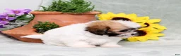 Teddy Bear dogs for sale: Unity - Ad 4