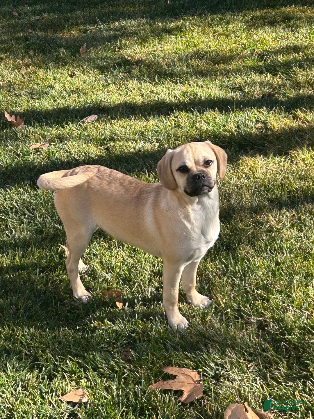 Mixed Breed dogs for sale: Mixed Breed Puppy 1 - Ad 2