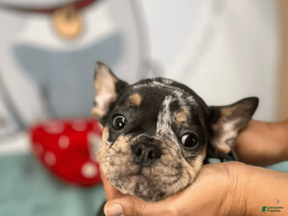 French Bulldog dogs Lexa - Ad 41