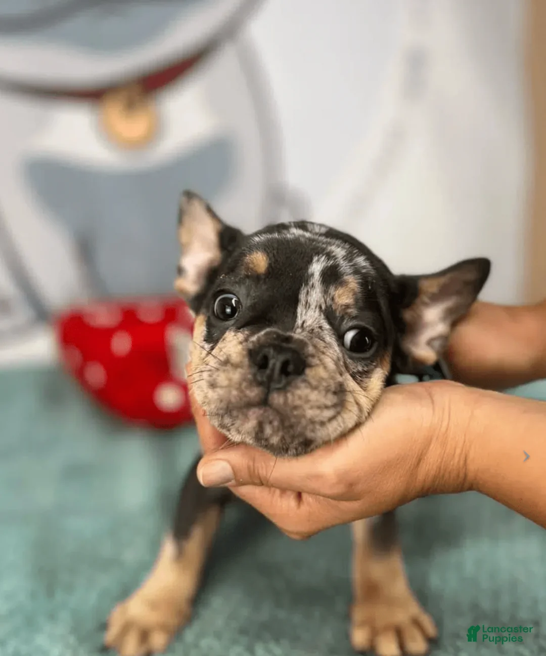 French Bulldog dogs for sale: Lexa - Ad 1