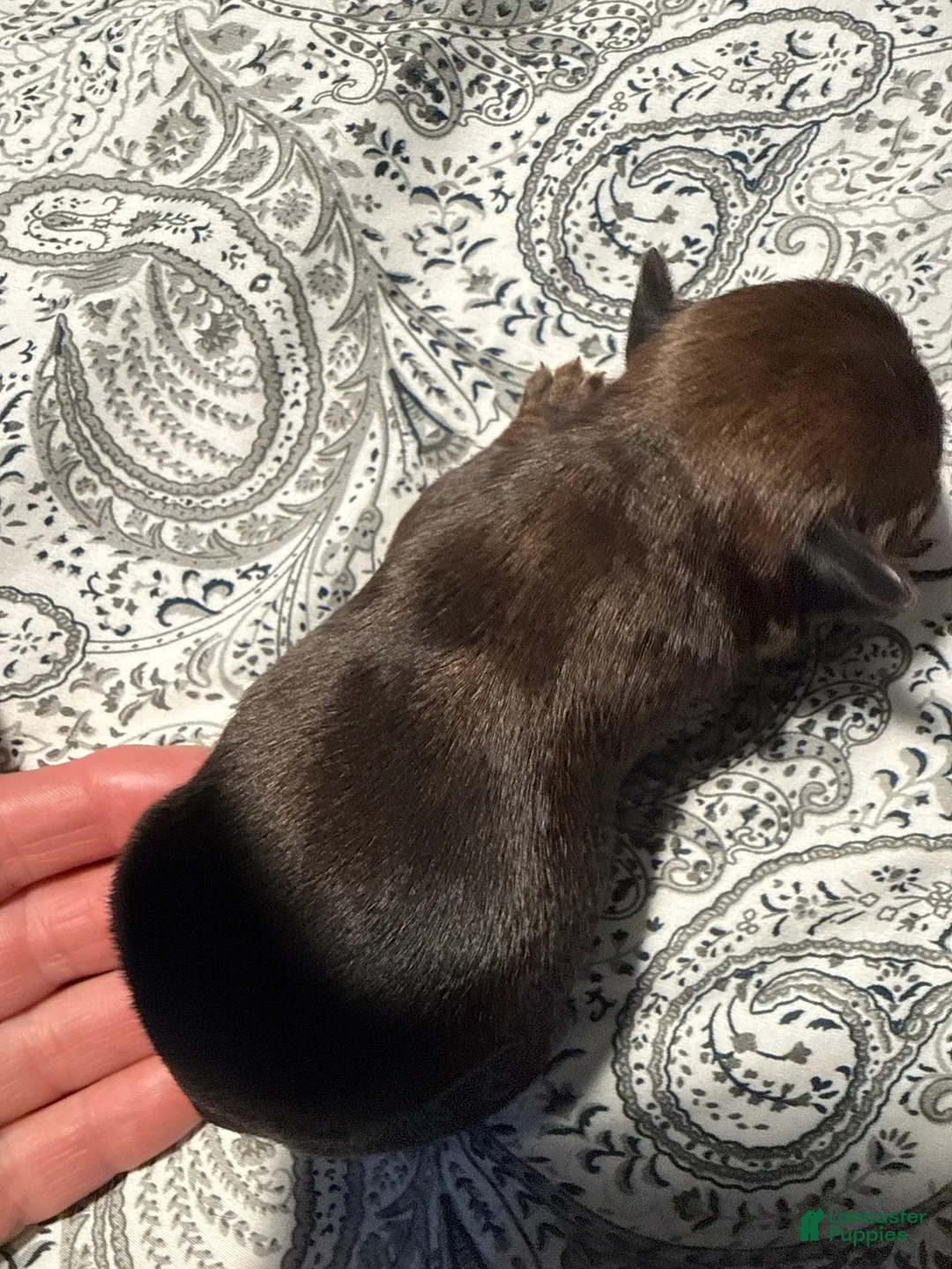 Brussels Griffon dogs for sale: Brussels Griffon Puppy 1 - Ad 2