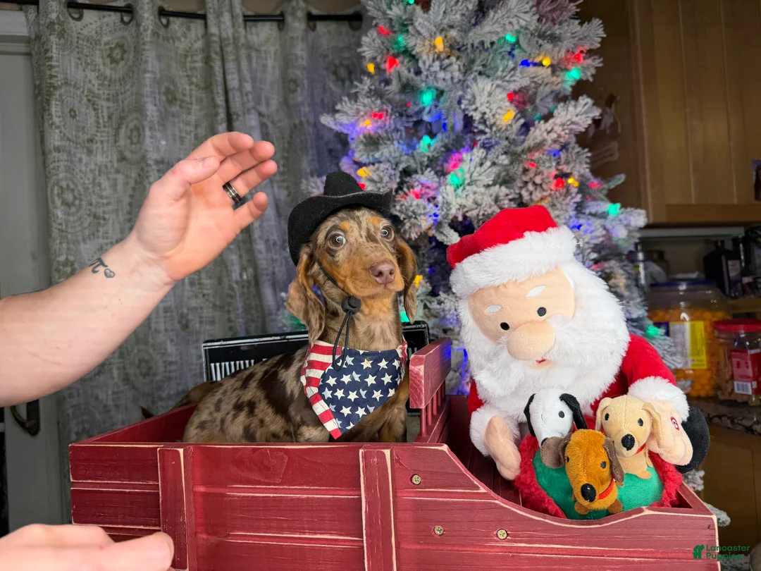 Miniature Dachshund dogs for sale: Rianna dappleShow boy - Ad 30