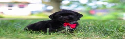 Shih Tzu dogs for sale: Finn - Ad 2