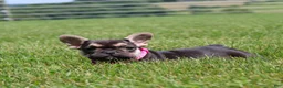 French Bulldog dogs for sale: Mocha - Ad 6