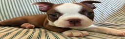 Boston Terrier dogs for sale: Caramba - Ad 3