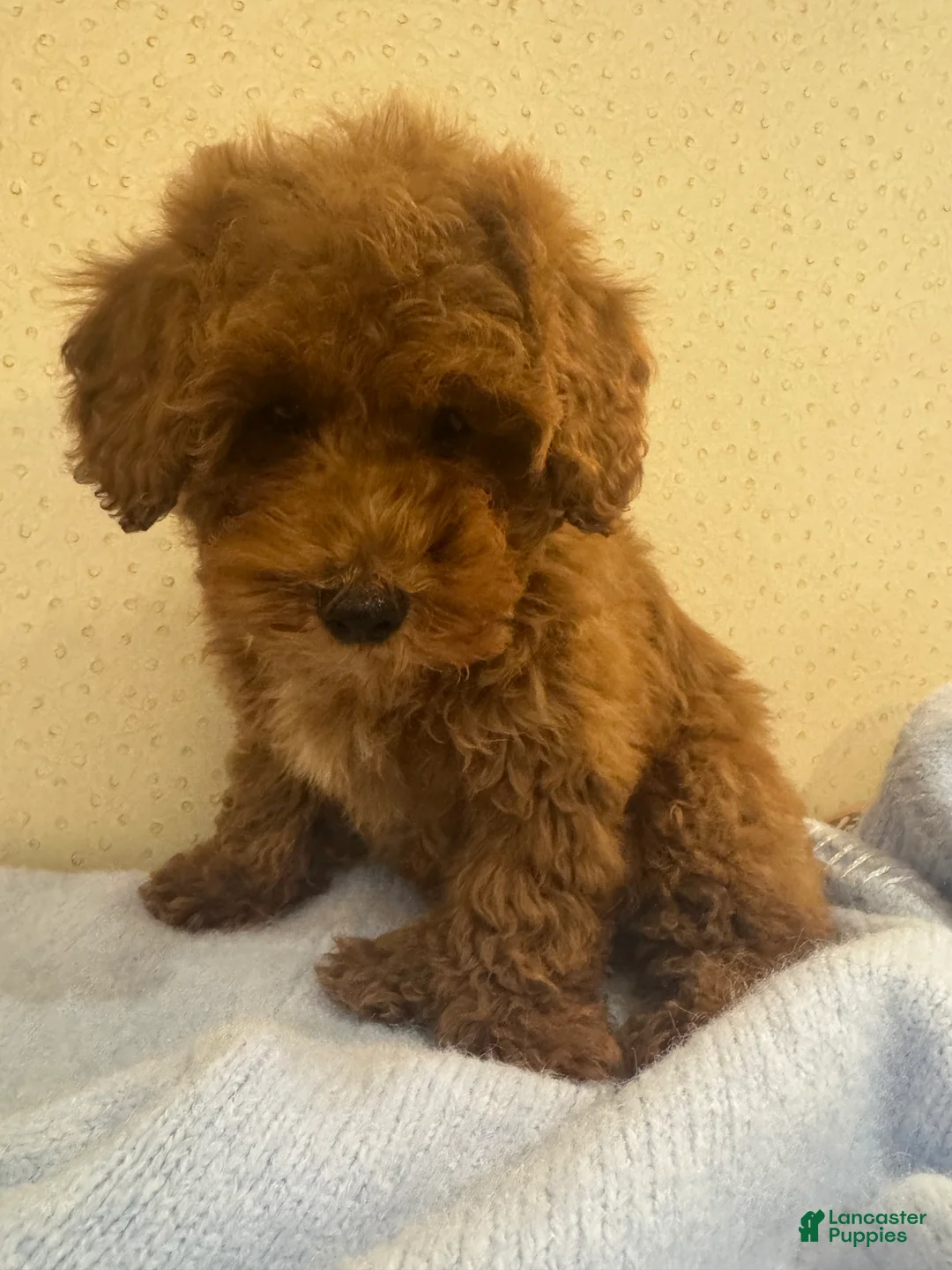 Toy Poodle dogs for sale: Coffee - Ad 6