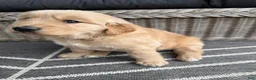 Golden Retriever dogs for sale: Victor - Ad 17