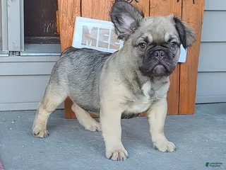 French Bulldog dogs French Bulldog Puppy 2 - Ad 29