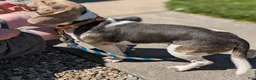 Beagle dogs for sale: Beadle Jojo Max - Ad 8