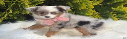Toy Australian Shepherd dogs for sale: Tiny - Ad 7