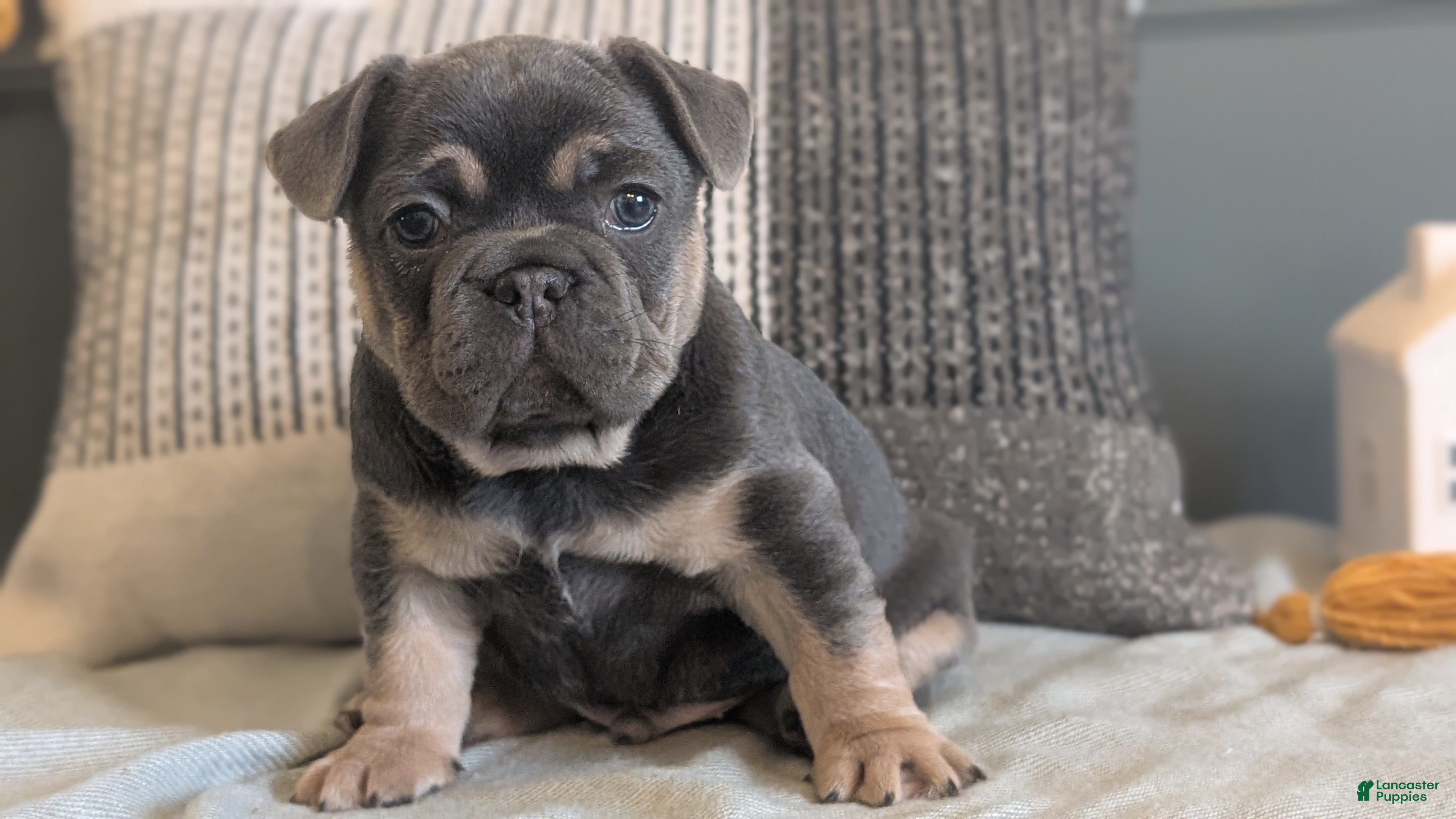 French Bulldog dogs Riley - Ad 2