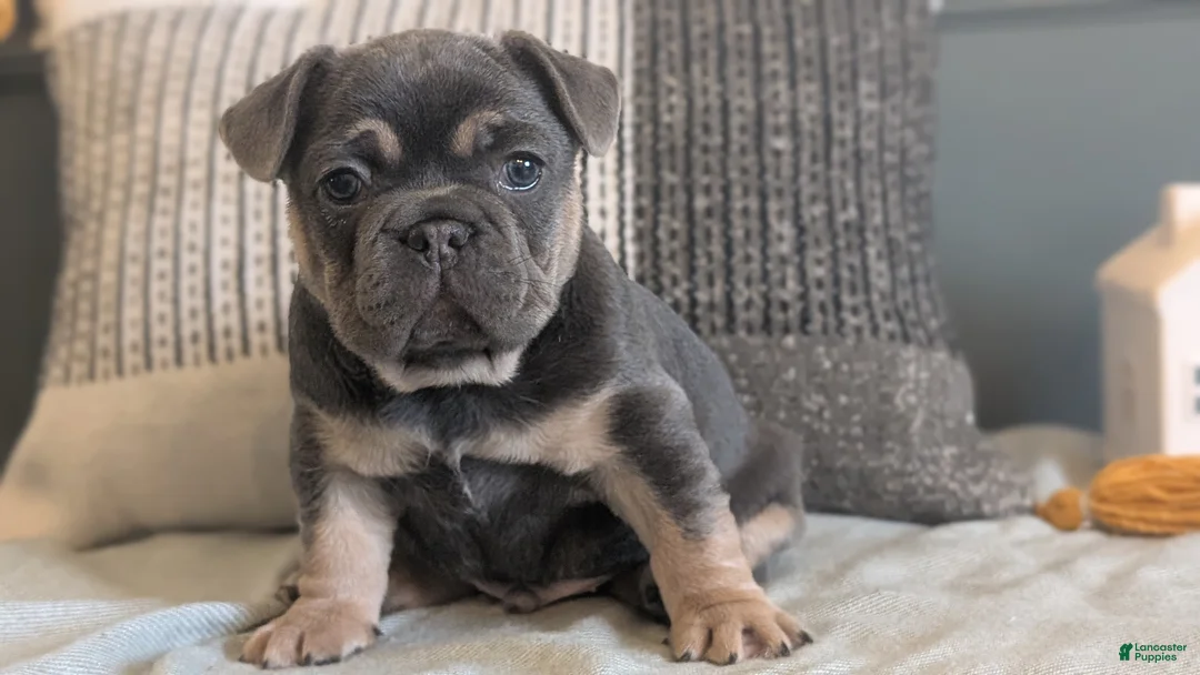 French Bulldog dogs for sale: Riley - Ad 2