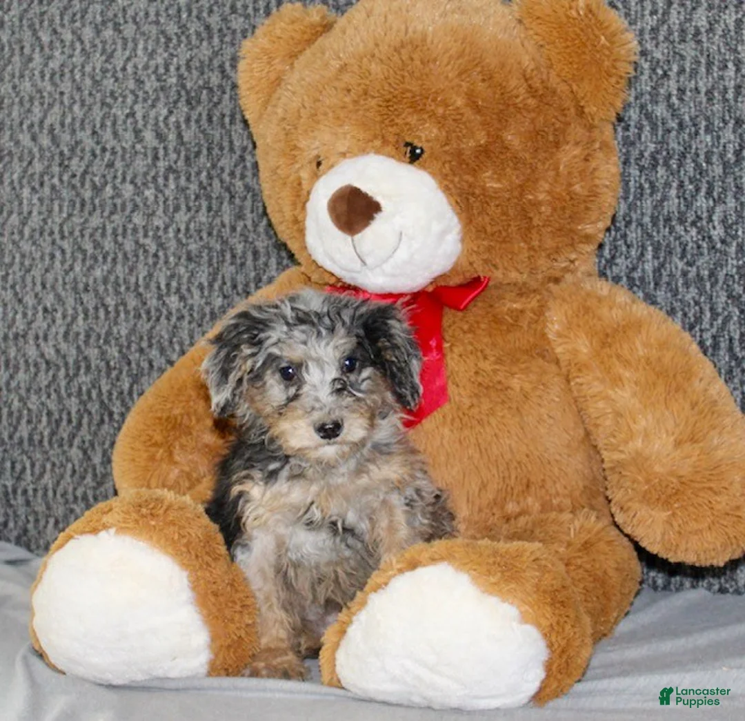 Mixed Breed dogs for sale: Winston - Ad 5