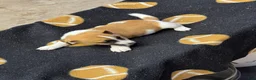 Jack Russell Terrier dogs for sale: Jack Russell Terrier Male 1 - Ad 1