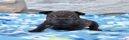 French Bulldog dogs for sale: Stormy - Ad 5