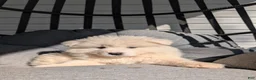 Samoyed dogs for sale: Brady - Ad 1