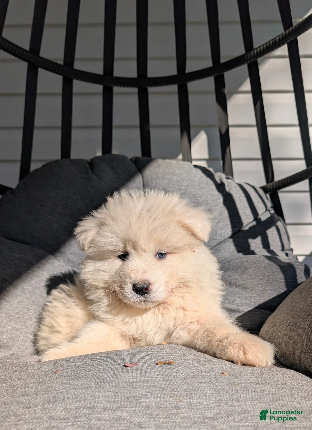 Samoyed dogs for sale: Brady - Ad 1