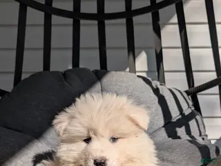 Samoyed dogs for sale: Brady - Ad 4
