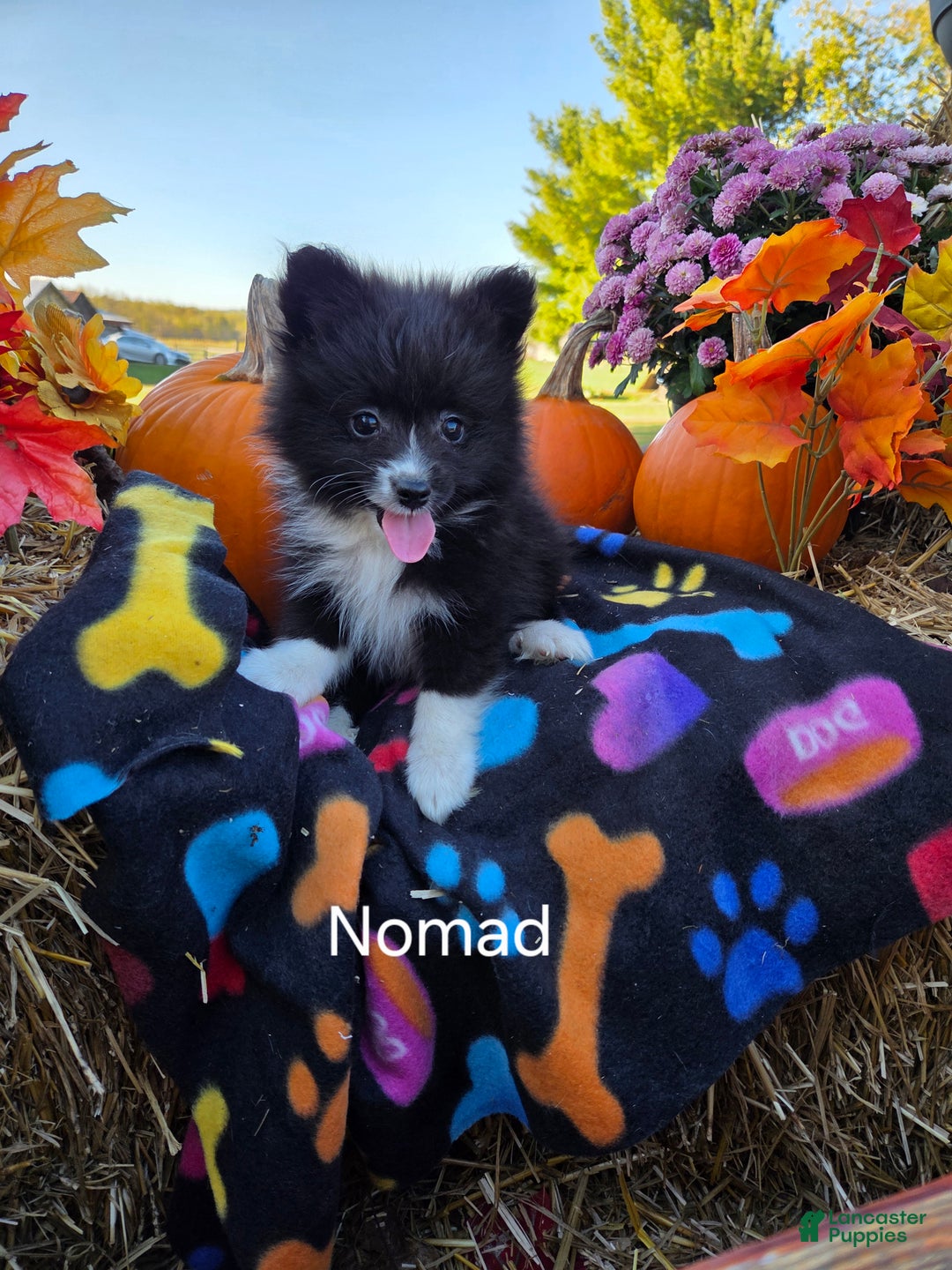 Pomeranian dogs for sale: Nomad - Ad 10