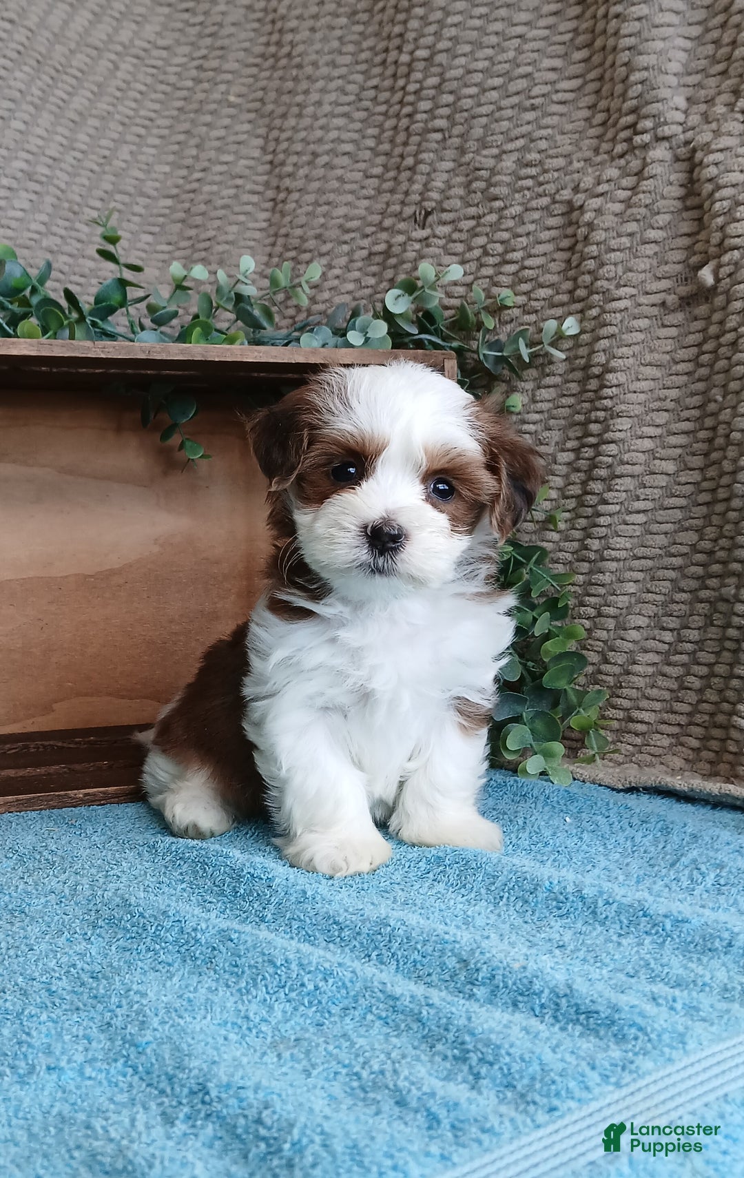 Havanese dogs for sale: Molly  - Ad 3