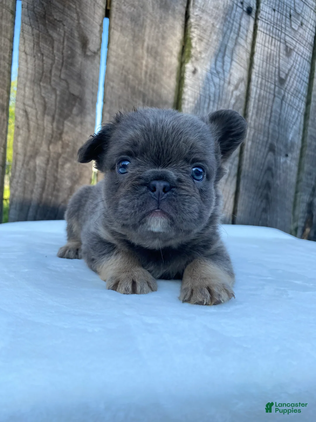 French Bulldog dogs for sale: Buttons - Ad 2