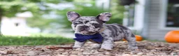French Bulldog dogs for sale: Hayden - Ad 9