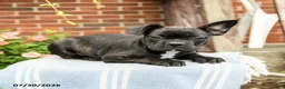 Frenchton dogs for sale: Dylan - Ad 5
