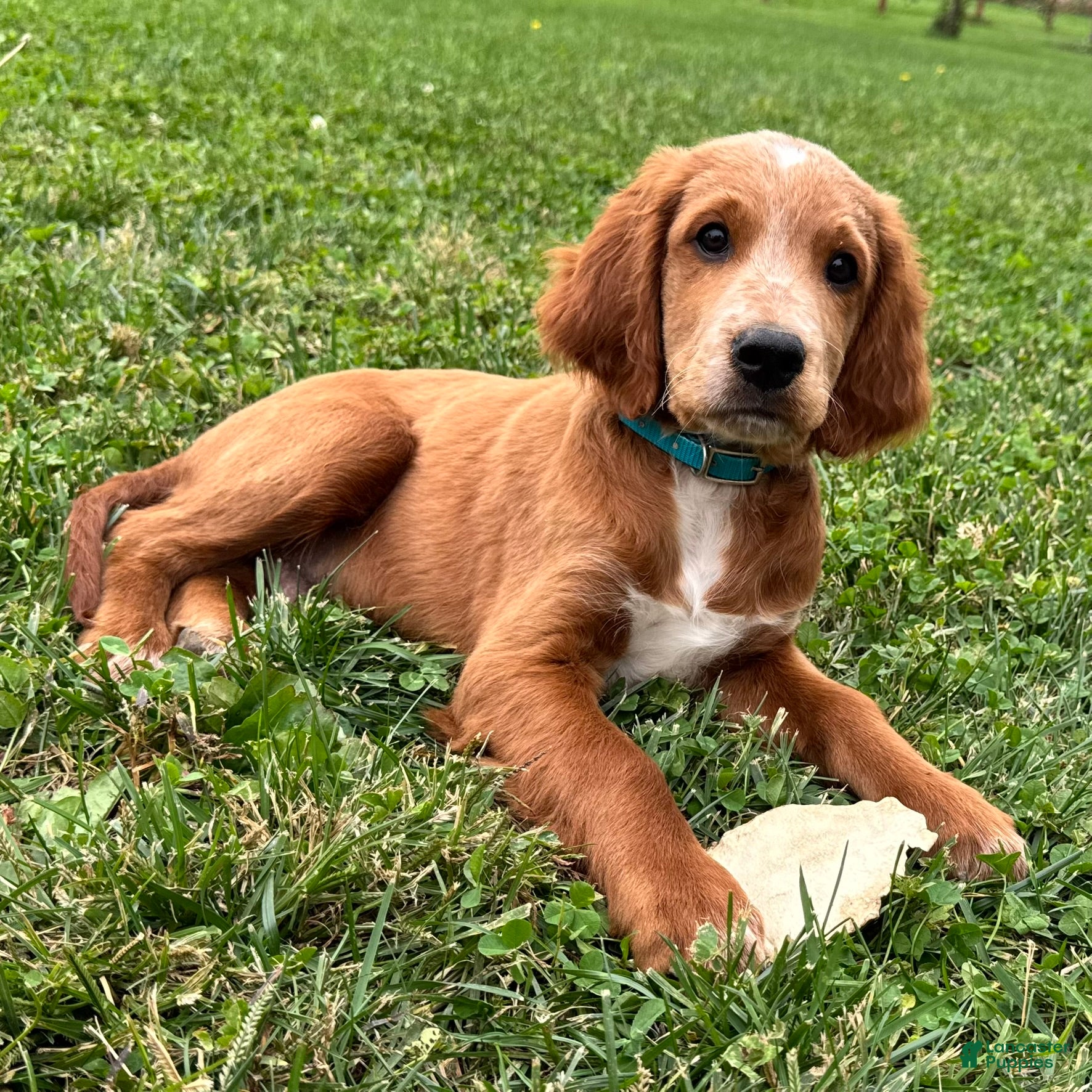 Mixed Breed dogs for sale: Waldo - Ad 2