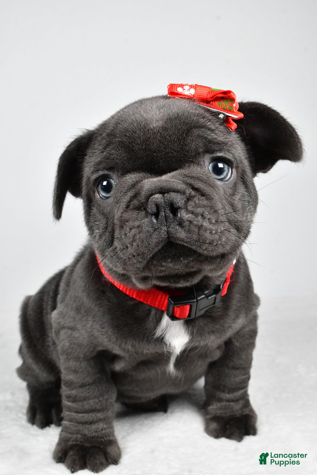 French Bulldog dogs for sale: Austin  - Ad 7