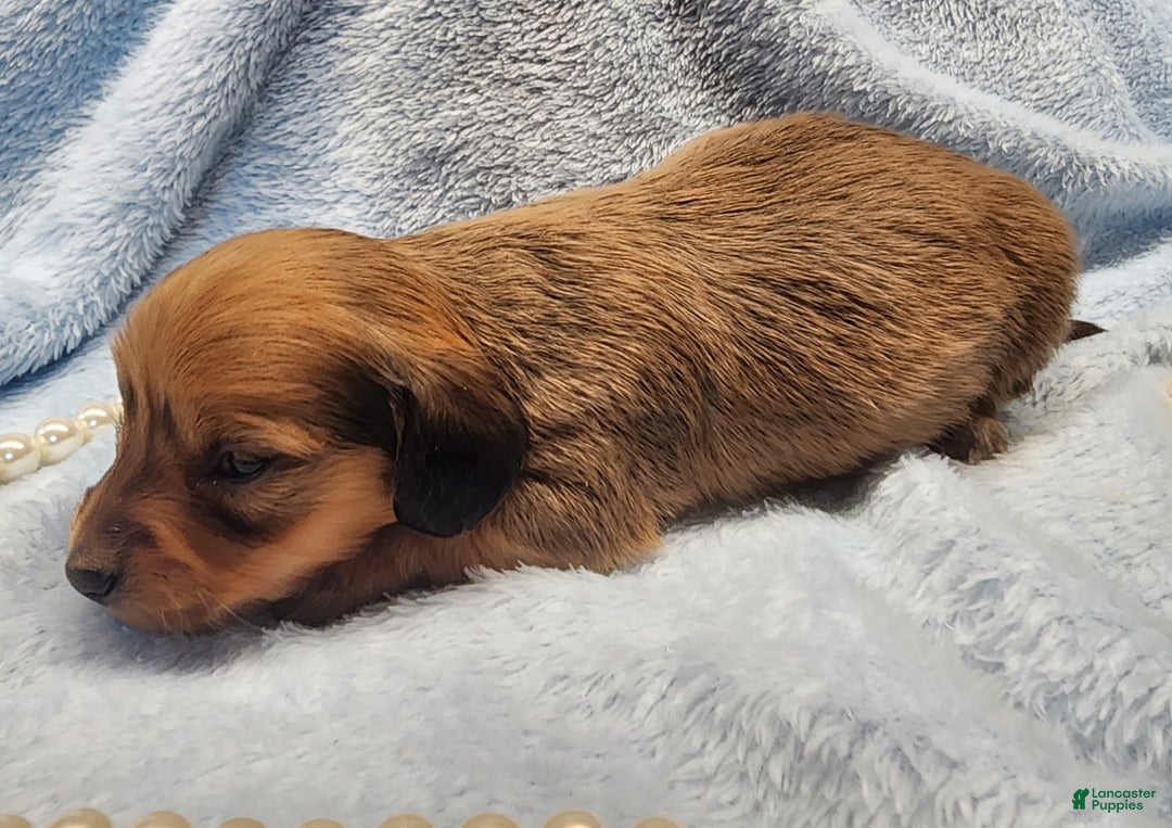 Miniature Dachshund dogs for sale: Cricket long hair  - Ad 2