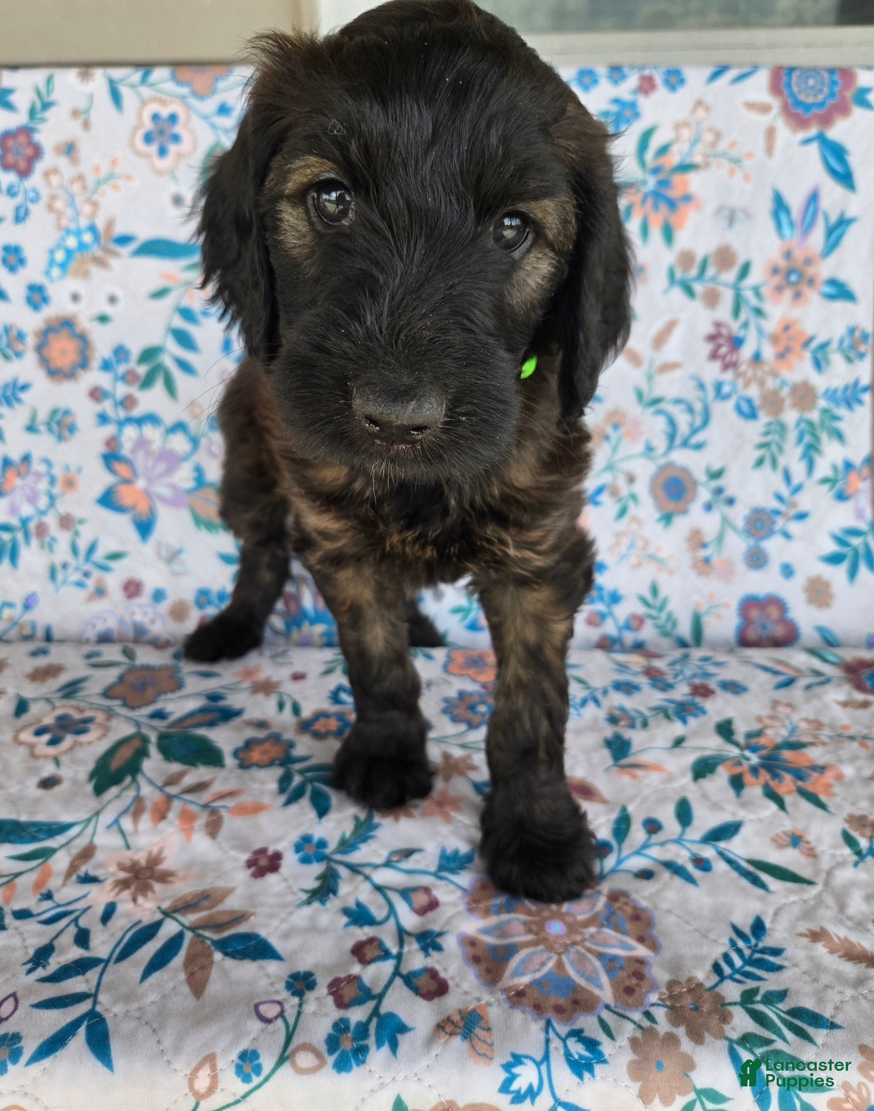 Goldendoodle dogs Green Girl - Ad 42