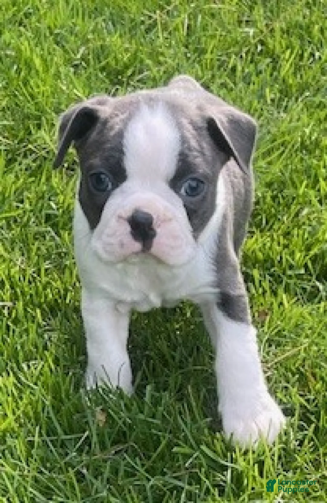 Boston Terrier dogs for sale: Chester - Ad 2